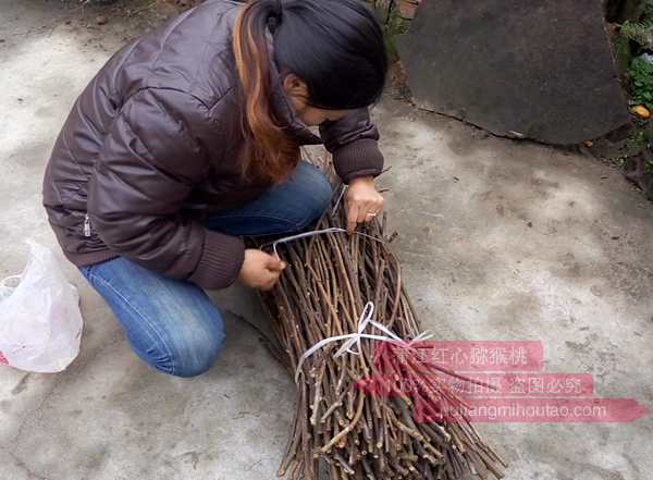 獼猴桃嫁接用的枝條接穗