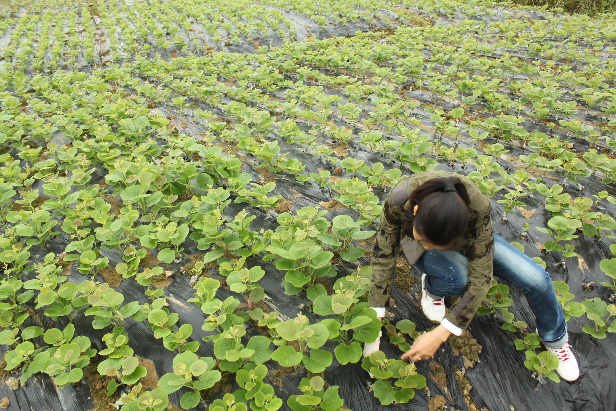 kiwifruit plants 獼猴桃苗