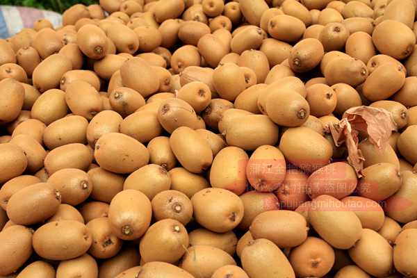 Golden kiwifruit