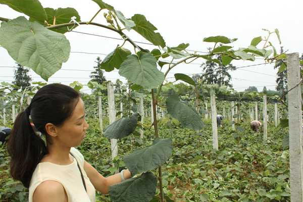 Kiwi sapling