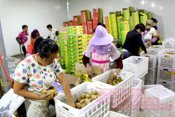 Kiwifruit packaging