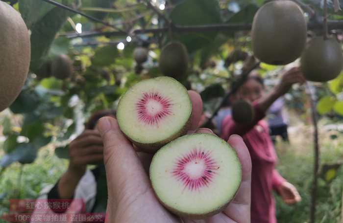 Red kiwifruit