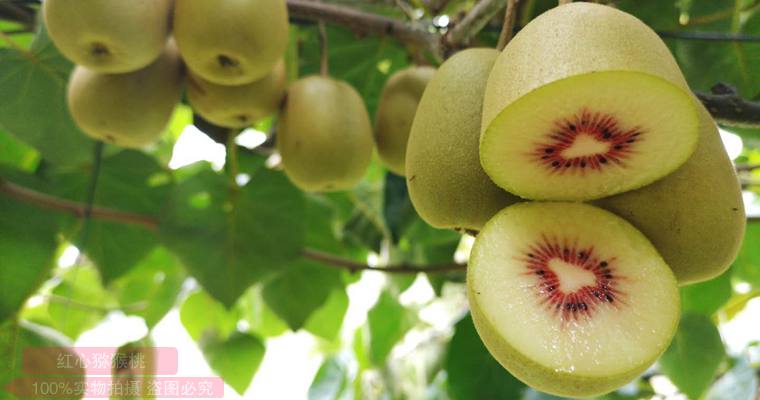 redkiwifruit