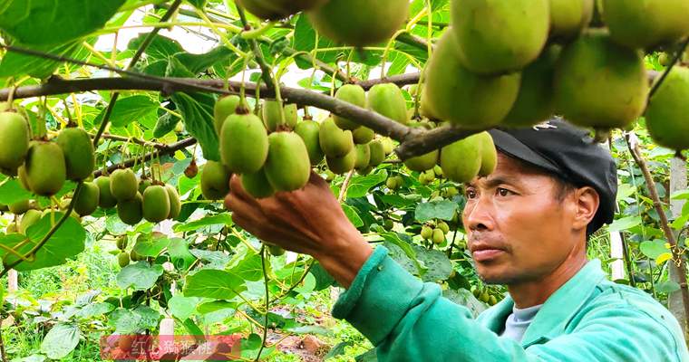 redkiwifruit