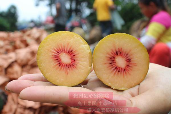 Red kiwifruit