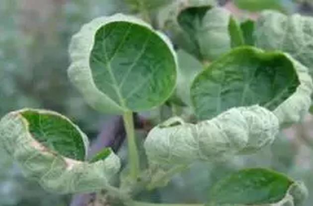 （本文配圖為獼猴桃夏季田間管理）