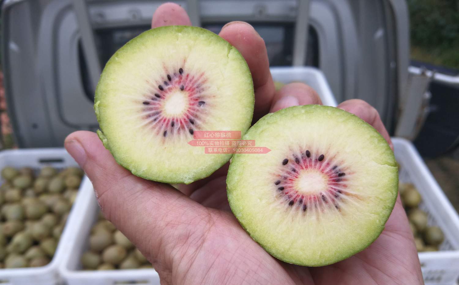 redkiwifruit