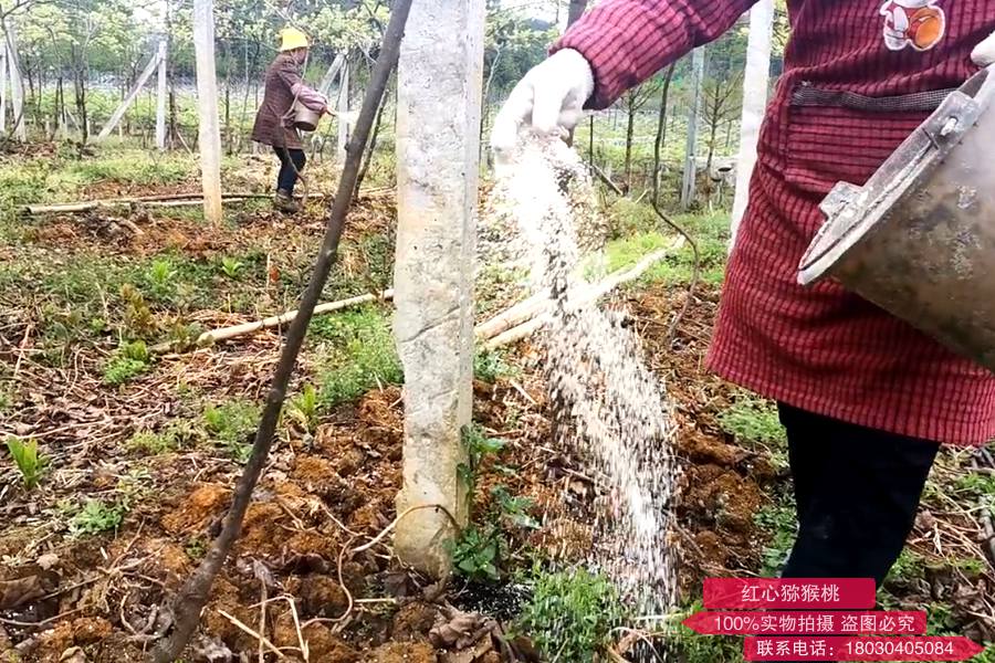 獼猴桃果園廂面撒施有機(jī)肥