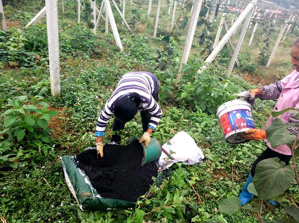 獼猴桃產(chǎn)業(yè)園基地