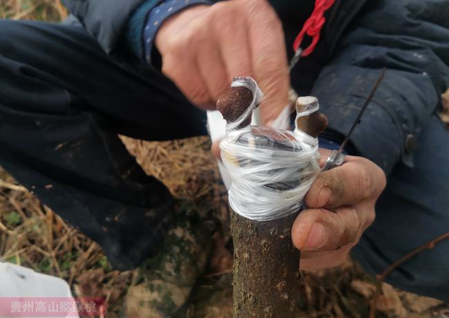 大樹嫁接陽光金果g3獼猴桃