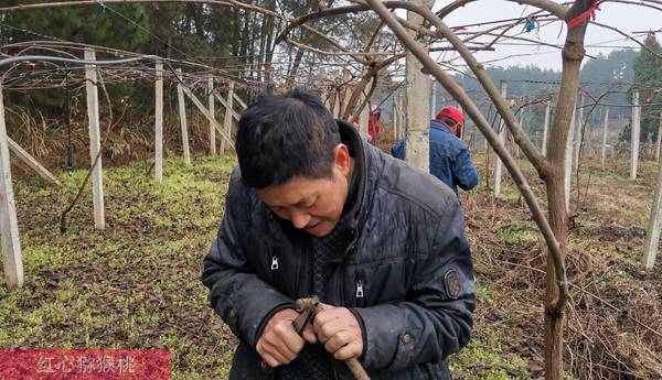 大樹嫁接陽光金果g3獼猴桃