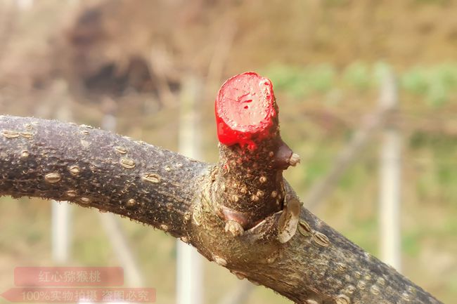 獼猴桃噴藥預防