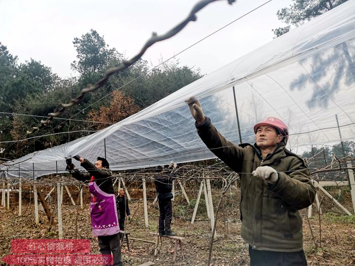 獼猴桃設(shè)施栽培就是搭建大棚