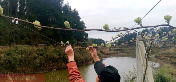 貴州有機獼猴桃果園