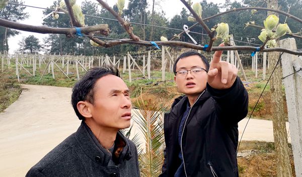 貴州貴長獼猴桃果園