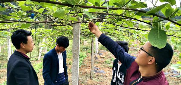 有機獼猴桃基地田間管理