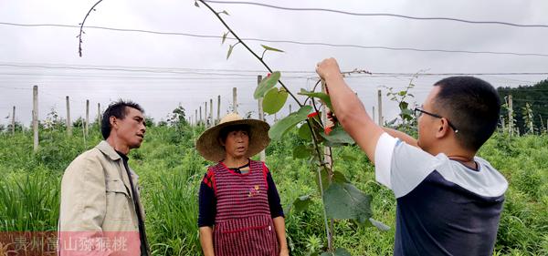 紅心獼猴桃果園技術