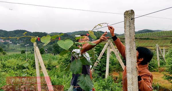 遵義東紅獼猴桃