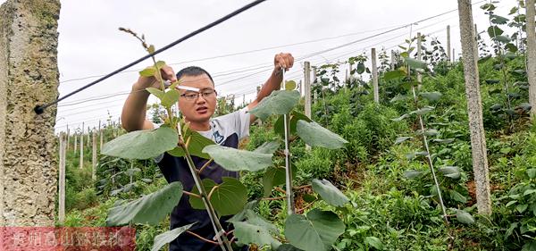 紅心獼猴桃果園技術