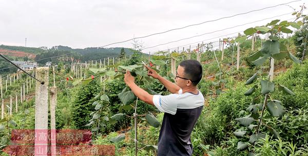 遵義東紅獼猴桃