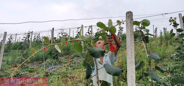 貴州獼猴桃種植