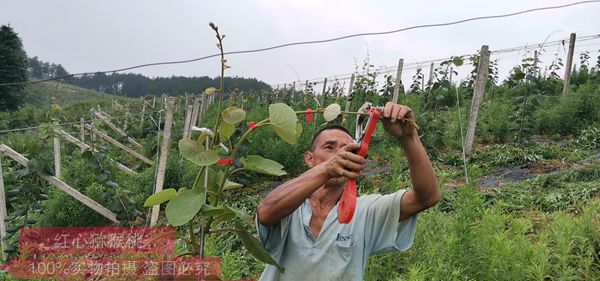 貴州遵義播宏獼猴桃標(biāo)準(zhǔn)化示范園