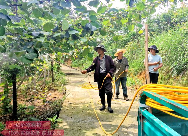 獼猴桃防治措施