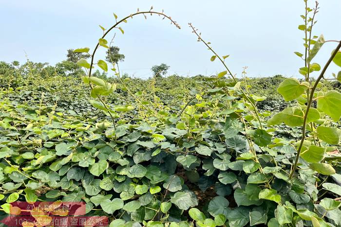 Kiwifruit orchard