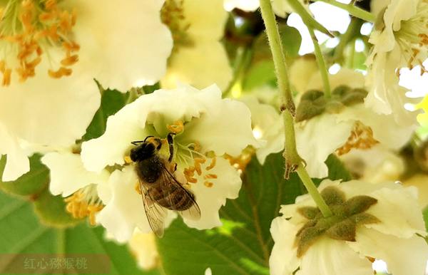 Bees pollinate kiwifruit