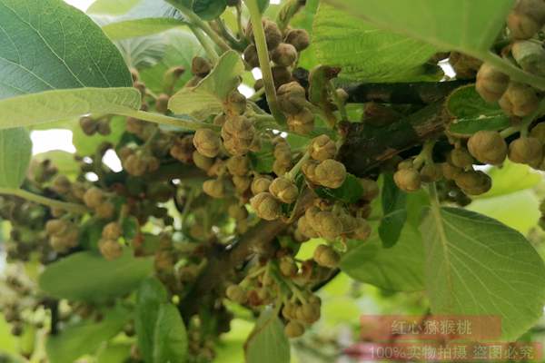 陽(yáng)光金果花粉