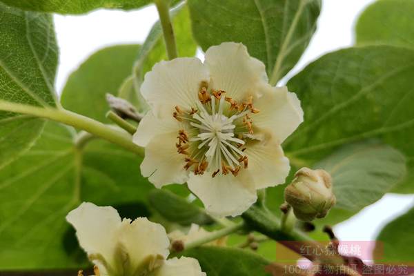 Female Kiwi fruit flower