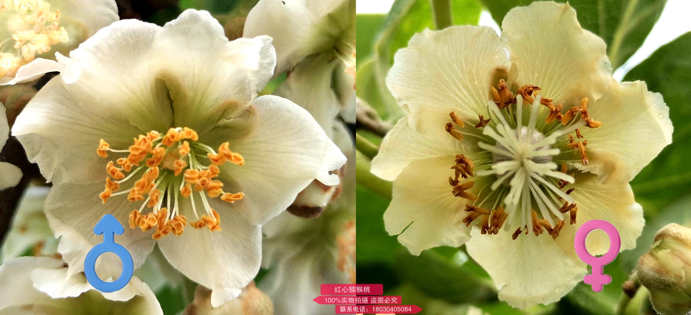 獼猴桃雌花獼猴桃雄花