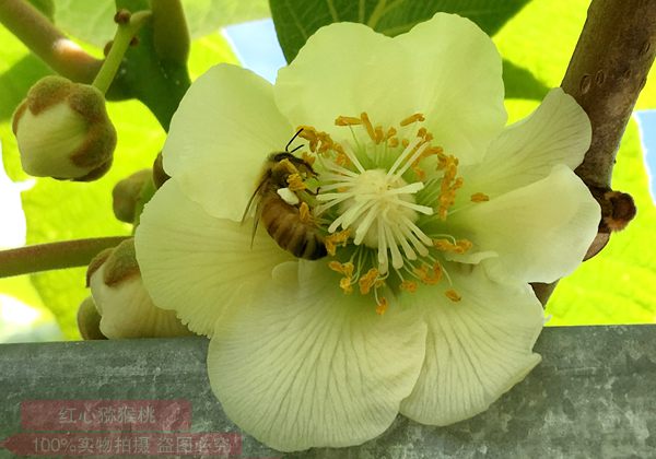 獼猴桃花粉人工授粉方法