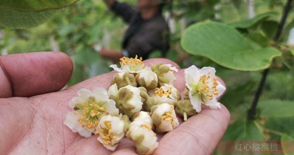 獼猴桃花蕾和半張開(kāi)的鮮花