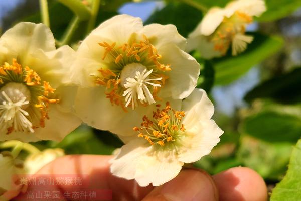 獼猴桃對(duì)花授粉