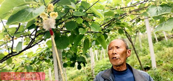 獼猴桃人工授粉