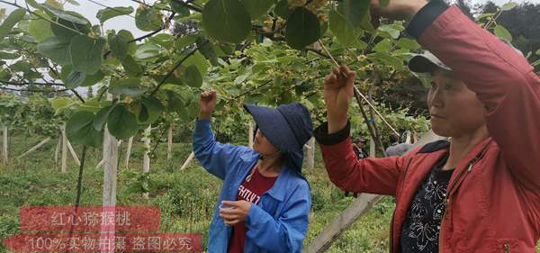 陽(yáng)光金果獼猴桃花粉