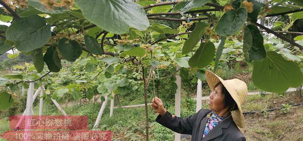 獼猴桃花粉批發(fā)價(jià)格