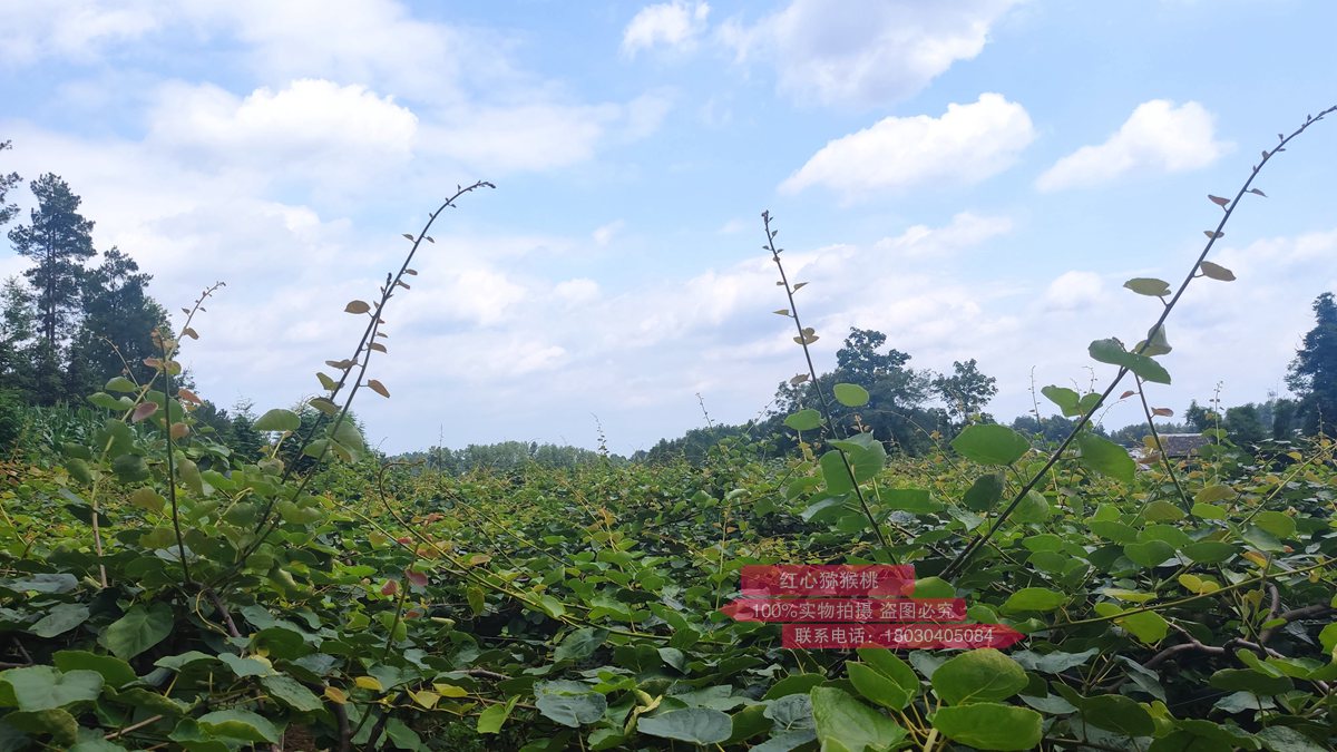 sungold kiwi growing zone