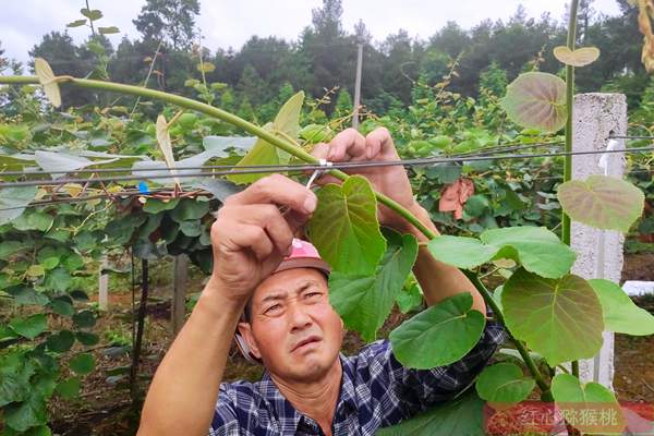 紅心獼猴桃綁枝蔓