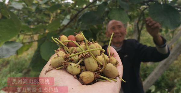 貴長(zhǎng)獼猴桃疏果