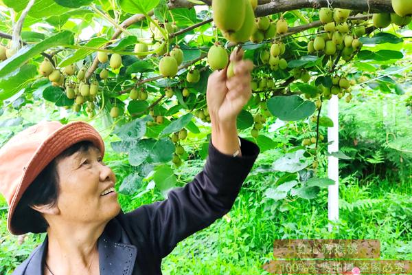 湖北紅心獼猴桃采摘園電話