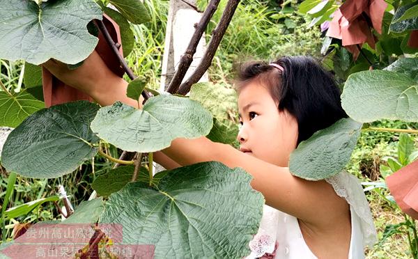 貴州獼猴桃成本利潤(rùn)