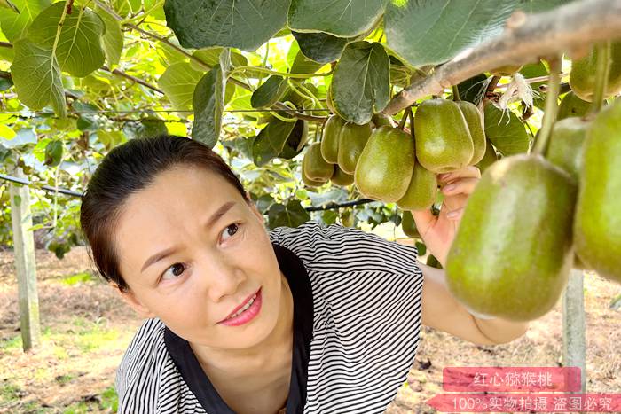 redkiwifruit