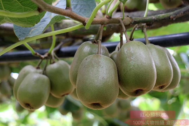 kiwifruit