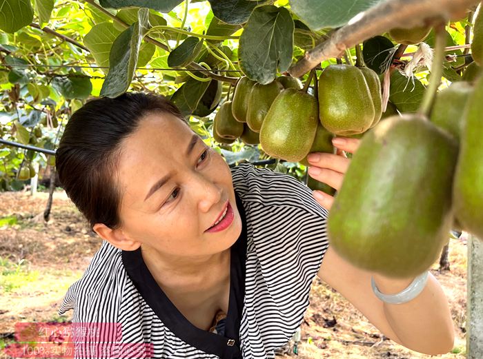 kiwifruit獼猴桃