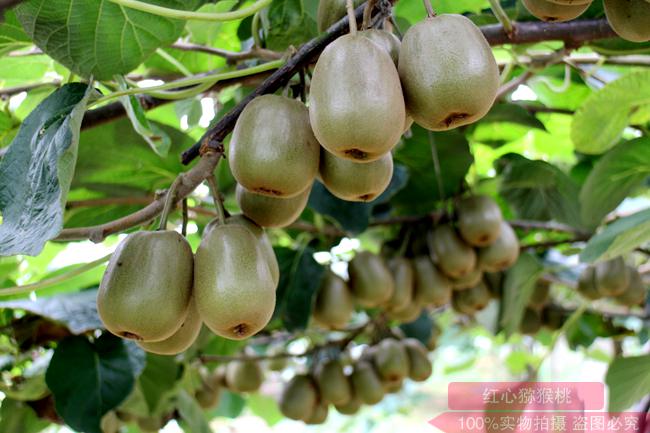 七月份獼猴桃夏季種植技術(shù)