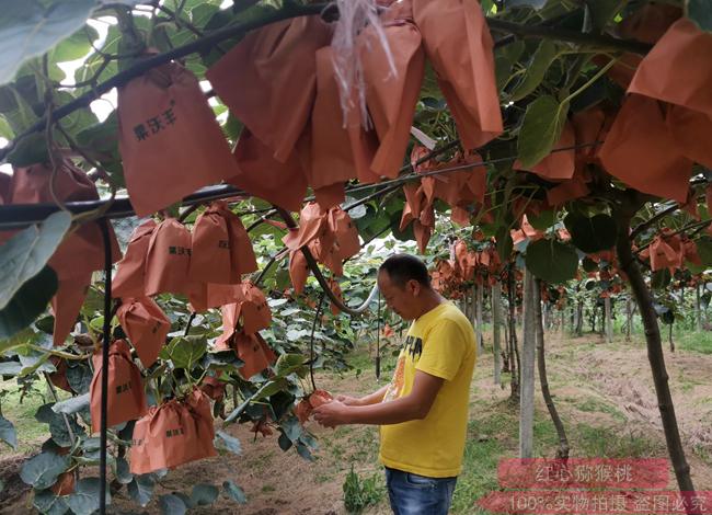 獼猴桃種植技術(shù)培訓教學課程