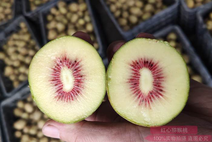 redkiwifruit