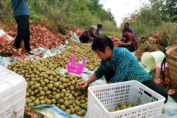 redkiwifruit